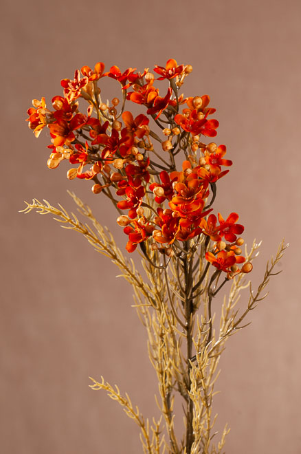 F411-O Dry Wax Flower 78 cm oranžový